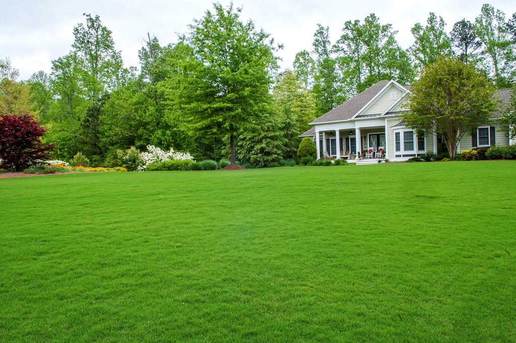 Grass path Ideas: creating grass garden paths