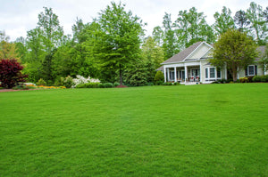 Grass path Ideas: creating grass garden paths