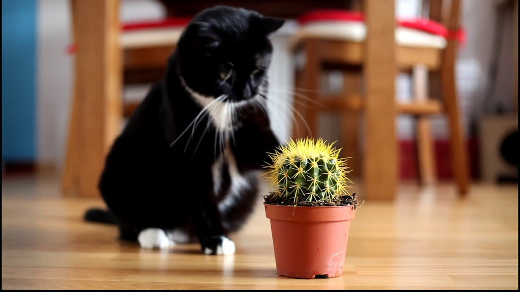 15 pet-friendly houseplants that add greenery without worry